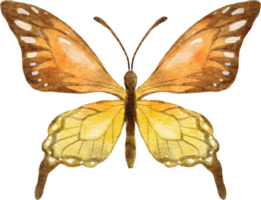 illustration aquarelle papillon png