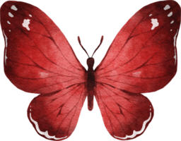 illustration aquarelle papillon png