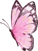 mariposa acuarela ilustración