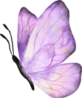 vlinder aquarel illustratie png