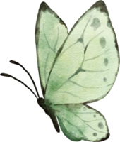 mariposa acuarela ilustración png