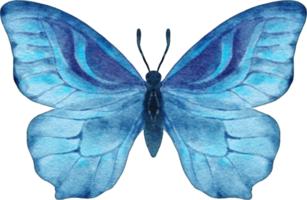 ilustração em aquarela de borboleta png