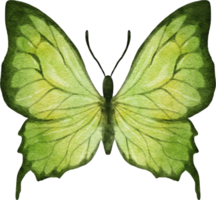 mariposa acuarela ilustración png