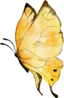 illustrazione dell'acquerello della farfalla png