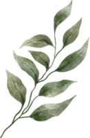 acuarela de hojas verdes png