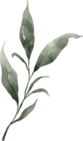 groen blad aquarel png