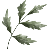 acuarela de hojas verdes png