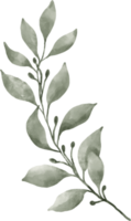 aquarelle de feuilles de verdure