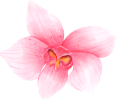 acuarela de flor de orquídea rosa png