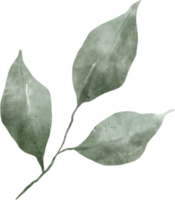 acuarela de hojas verdes png