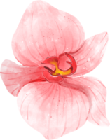 aquarelle de fleur d'orchidée rose png