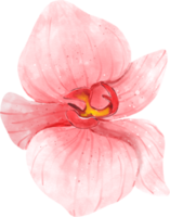 acuarela de flor de orquídea rosa png