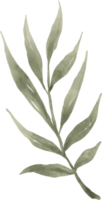 aquarela de folha verde png