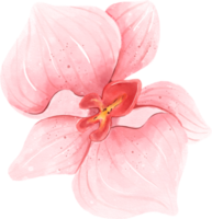 aquarela de flor de orquídea rosa png