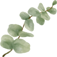 illustration de feuilles d'eucalyptus aquarelle png