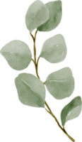 eukalyptus akvarell blad illustration png