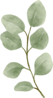 illustration de feuilles d'eucalyptus aquarelle png