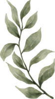 aquarelle de feuilles de verdure png