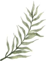 acuarela de hojas verdes png