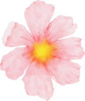 aquarela de flores de cosmos rosa png