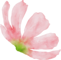 Pink Cosmos Flower Watercolor png