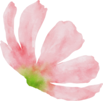 aquarelle de fleur de cosmos rose png