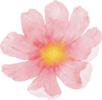 acuarela de flor de cosmos rosa png