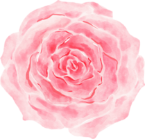 acquerello di fiori di rosa rosa png