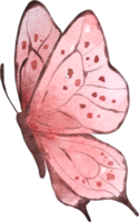 illustration aquarelle papillon png