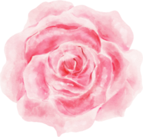 acquerello di fiori di rosa rosa png