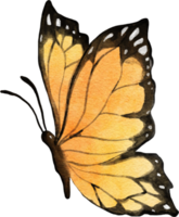 mariposa acuarela ilustración png