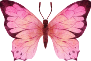 ilustração em aquarela de borboleta png