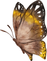 illustrazione dell'acquerello della farfalla png