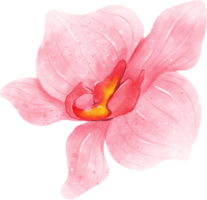 aquarelle de fleur d'orchidée rose png