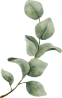 eucalyptus aquarel bladeren illustratie png