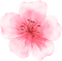 ilustração em aquarela de flor rosa png