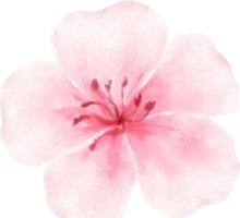 ilustração em aquarela de flor rosa png