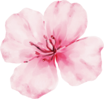 Pink Flower Watercolor Illustration png