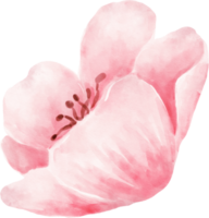 Pink Flower Watercolor Illustration png