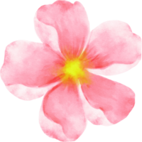 ilustración de acuarela de flor rosa png