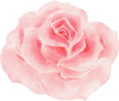 aquarelle fleur rose rose png