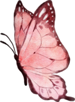 Butterfly Watercolor Illustration png