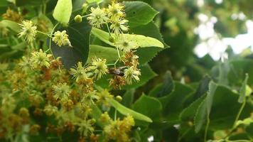 Lindenblüte im Juli wiegt sich im Wind video