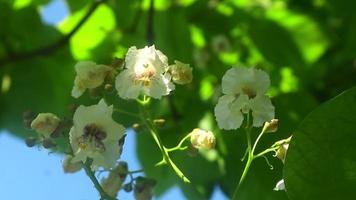 Beautiful large catalpa flowers. The video was filmed during the flowering period in summer.