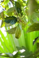 fruta de aguacate cuelga del árbol de aguacate en verano, aguacate verde fresco foto