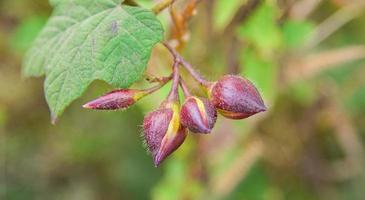 merrernia umbellata haller planta hiedra entrelazada convolvulaceae foto