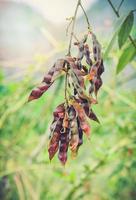Pigeon pea on tree in the agricultural Other names Congo pea - Cajanus cajan photo
