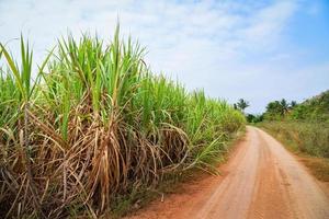 árbol de caña de azúcar que crece en la granja de campo de caña de azúcar con cielo azul y camino de grava de tierra en el campo agrícola foto
