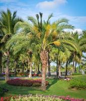 Palm garden and spring flower in the park pathway with palm tree growing and blue sky photo