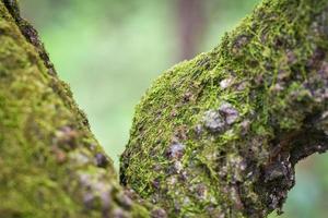 musgo verde en el tronco de un árbol en la selva tropical de la selva natural foto
